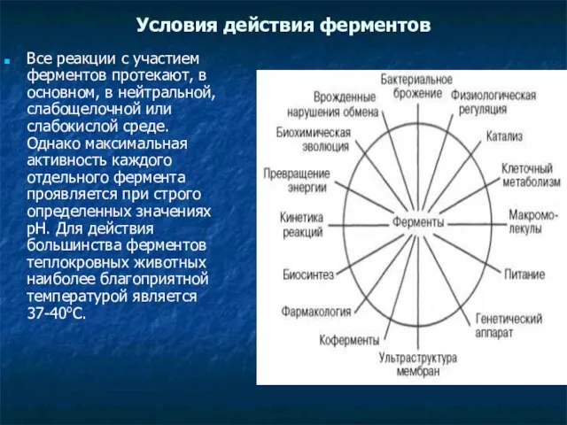 Условия действия ферментов Все реакции с участием ферментов протекают, в основном, в