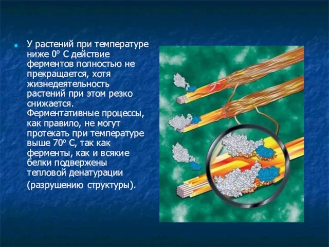 У растений при температуре ниже 0o С действие ферментов полностью не прекращается,