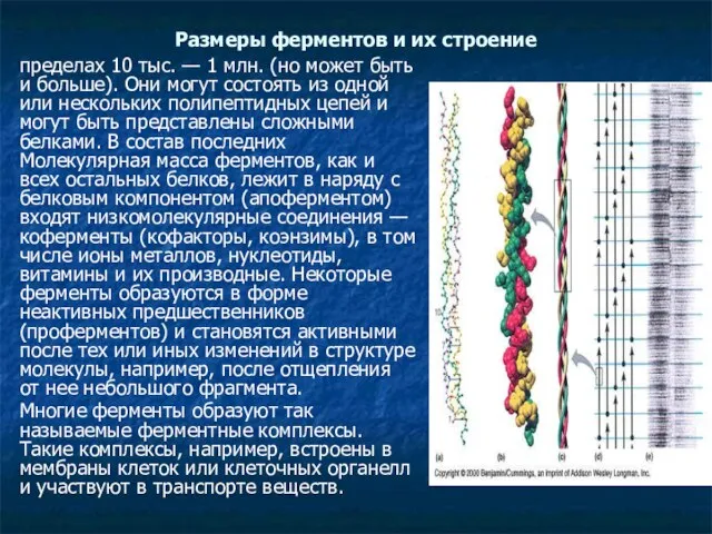 Размеры ферментов и их строение пределах 10 тыс. — 1 млн. (но