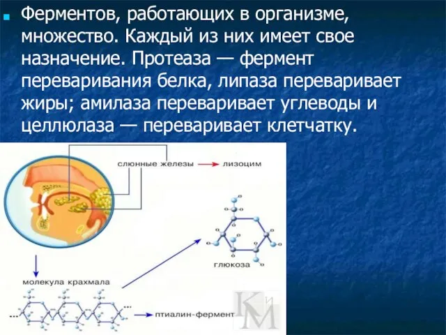 Ферментов, работающих в организме, множество. Каждый из них имеет свое назначение. Протеаза