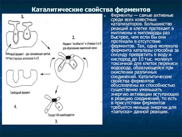 Каталитические свойства ферментов Ферменты — самые активные среди всех известных катализаторов. Большинство