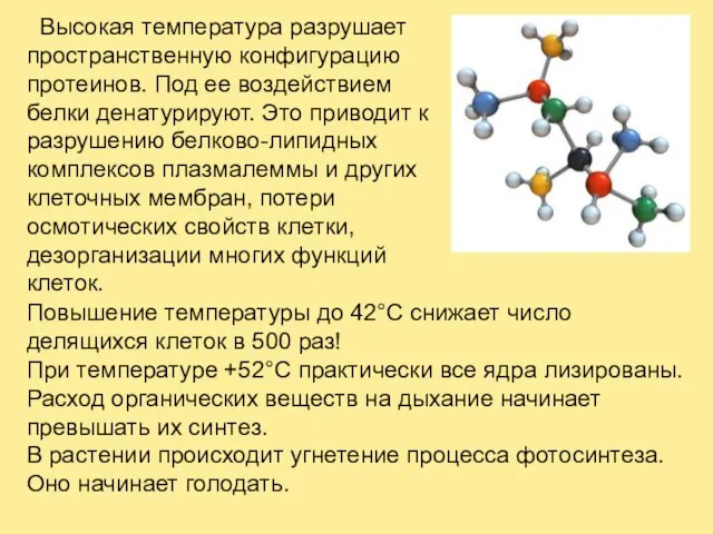 Высокая температура разрушает пространственную конфигурацию протеинов. Под ее воздействием белки денатурируют. Это