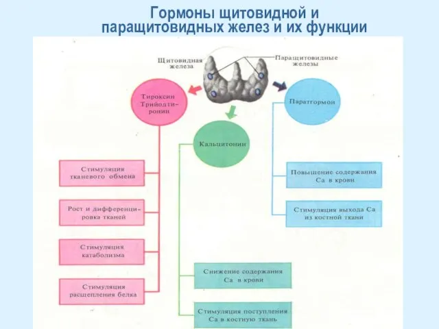 Гормоны щитовидной и паращитовидных желез и их функции