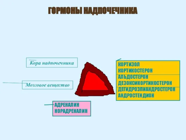 ГОРМОНЫ НАДПОЧЕЧНИКА Кора надпочечника Мозговое вещество КОРТИЗОЛ КОРТИКОСТЕРОН АЛЬДОСТЕРОН ДЕЗОКСИКОРТИКОСТЕРОН ДЕГИДРОЭПИАНДРОСТЕРОН АНДРОСТЕНДИОН АДРЕНАЛИН НОРАДРЕНАЛИН