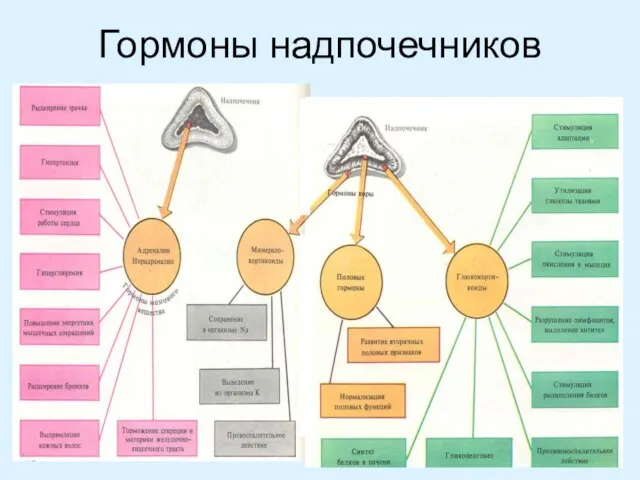 Гормоны надпочечников