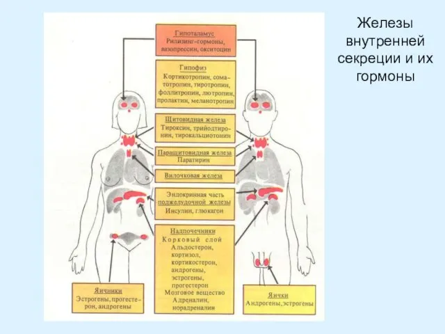 Железы внутренней секреции и их гормоны