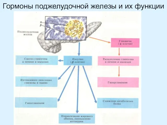 Гормоны поджелудочной железы и их функции