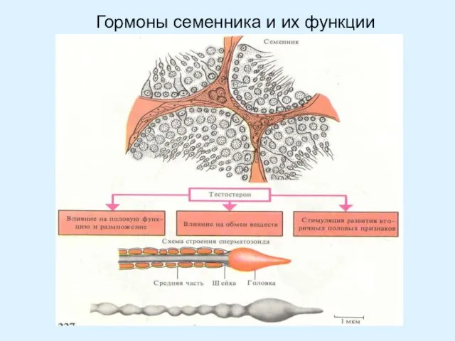 Гормоны семенника и их функции