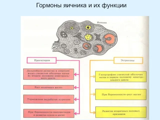 Гормоны яичника и их функции