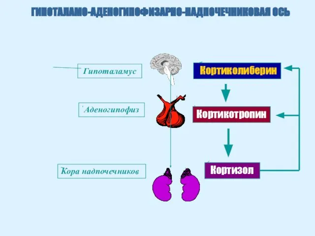 ГИПОТАЛАМО-АДЕНОГИПОФИЗАРНО-НАДПОЧЕЧНИКОВАЯ ОСЬ Кортиколиберин Кортикотропин Кортизол Гипоталамус Аденогипофиз Кора надпочечников