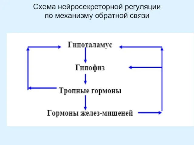 Схема нейросекреторной регуляции по механизму обратной связи