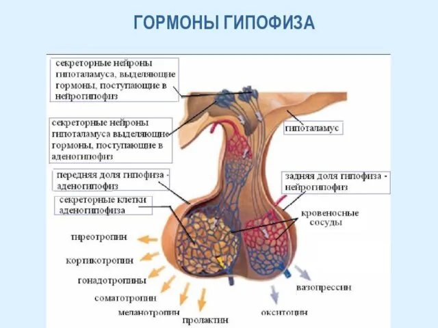 ГОРМОНЫ ГИПОФИЗА