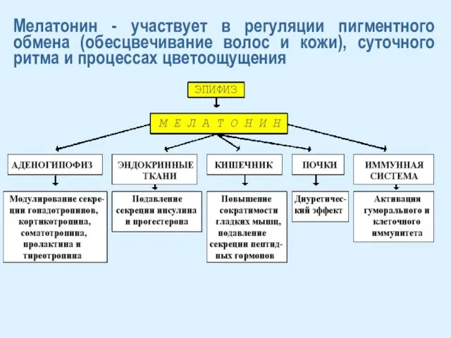 Мелатонин - участвует в регуляции пигментного обмена (обесцвечивание волос и кожи), суточного ритма и процессах цветоощущения