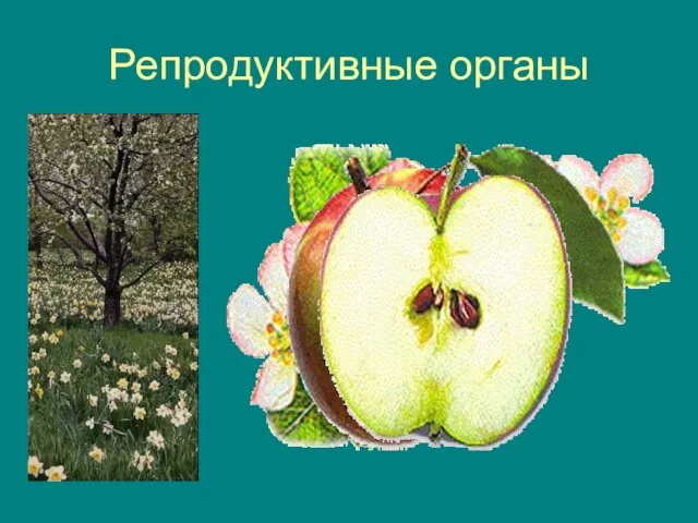 Репродуктивные органы