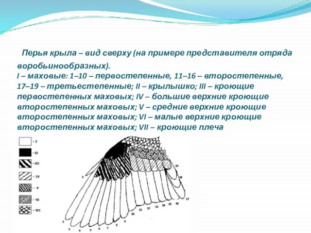 Перья крыла – вид сверху (на примере представителя отряда воробьинообразных). I –