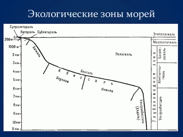 Экологические зоны морей