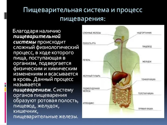 Пищеварительная система и процесс пищеварения: Благодаря наличию пищеварительной системы происходит сложный физиологический