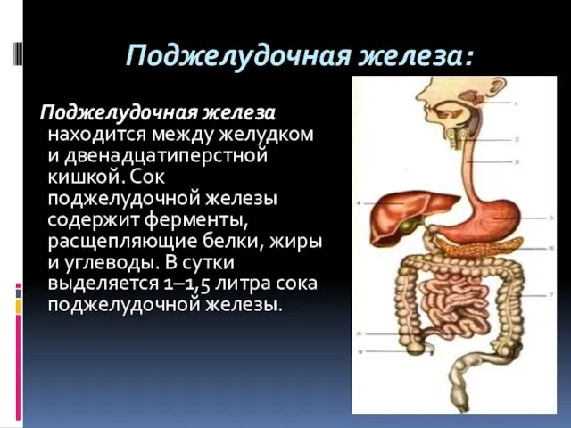 Поджелудочная железа: Поджелудочная железа находится между желудком и двенадцатиперстной кишкой. Сок поджелудочной