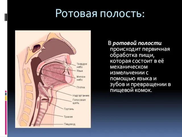 Ротовая полость: В ротовой полости происходит первичная обработка пищи, которая состоит в