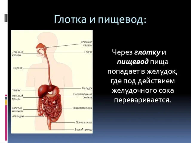 Глотка и пищевод: Через глотку и пищевод пища попадает в желудок, где