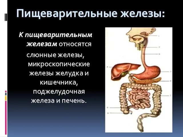 Пищеварительные железы: К пищеварительным железам относятся слюнные железы, микроскопические железы желудка и