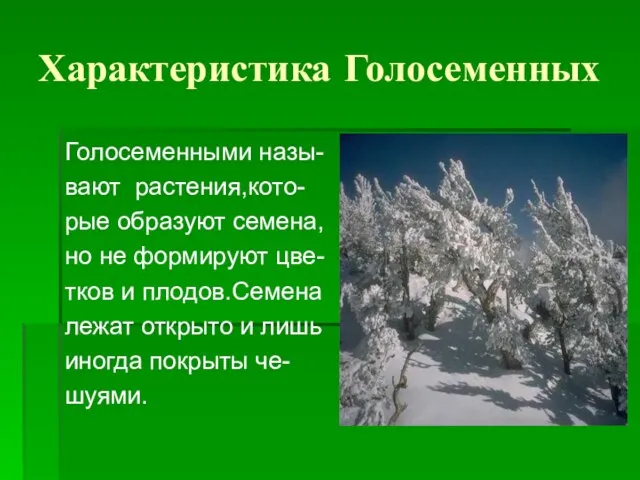 Характеристика Голосеменных Голосеменными назы- вают растения,кото- рые образуют семена, но не формируют