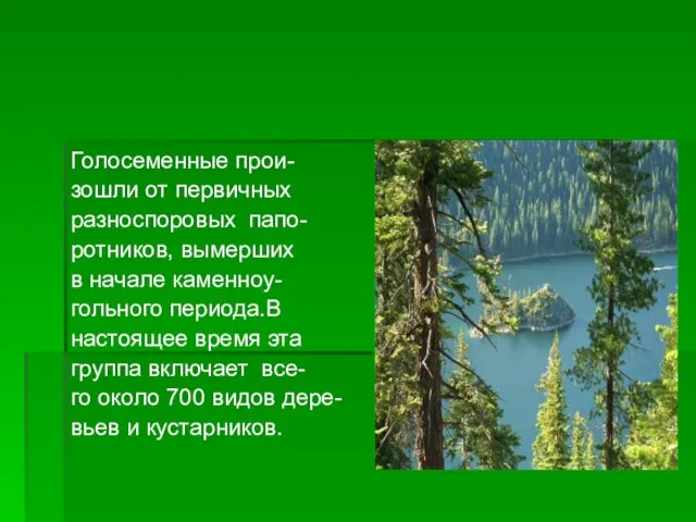 Голосеменные прои- зошли от первичных разноспоровых папо- ротников, вымерших в начале каменноу-