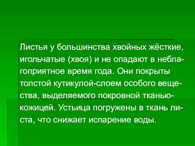 Листья у большинства хвойных жёсткие, игольчатые (хвоя) и не опадают в небла-