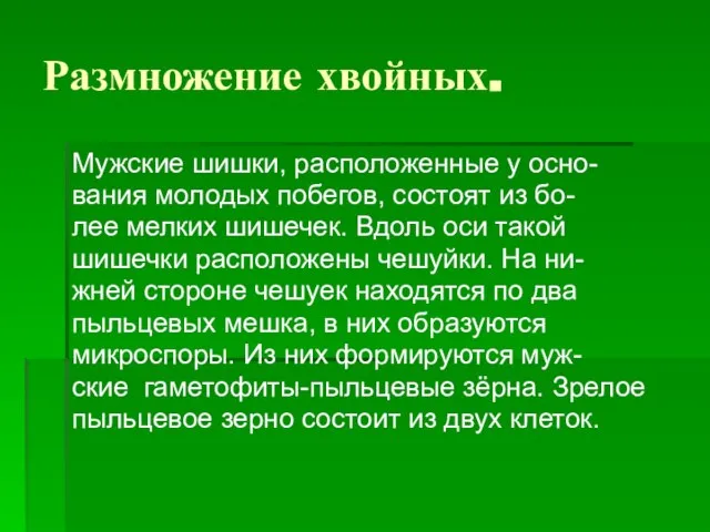 Размножение хвойных. Мужские шишки, расположенные у осно- вания молодых побегов, состоят из