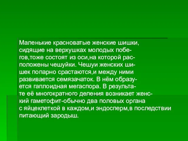 Маленькие красноватые женские шишки, сидящие на верхушках молодых побе- гов,тоже состоят из