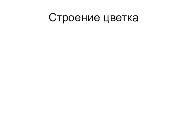 Строение цветка