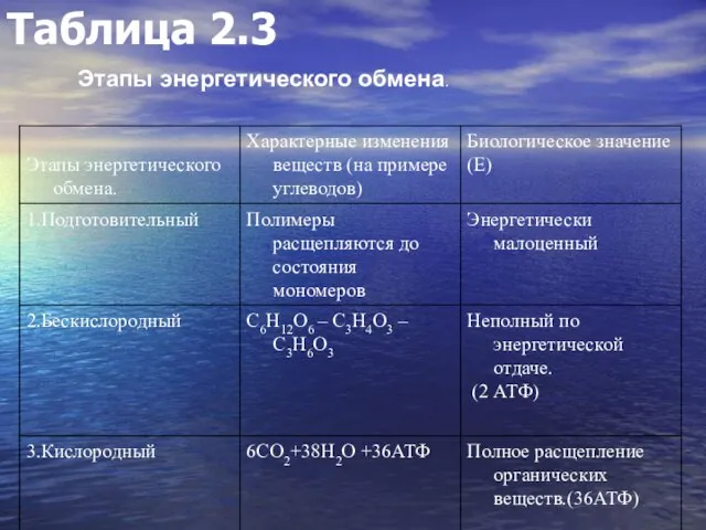 Таблица 2.3 Этапы энергетического обмена.