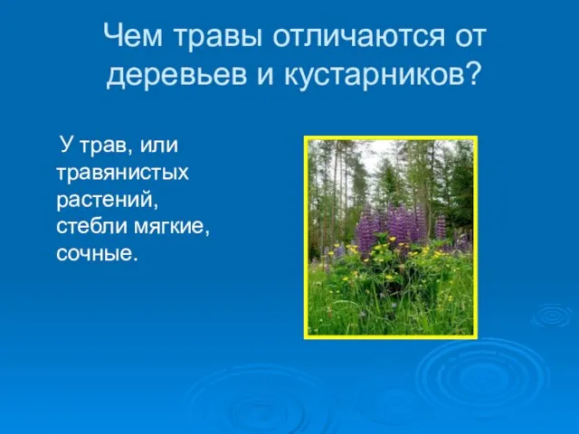 Чем травы отличаются от деревьев и кустарников? У трав, или травянистых растений, стебли мягкие, сочные.