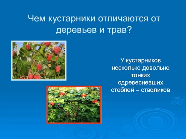 Чем кустарники отличаются от деревьев и трав? У кустарников несколько довольно тонких одревесневших стеблей – стволиков