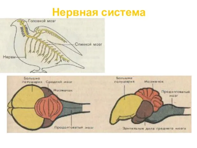 Нервная система