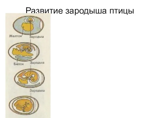 Развитие зародыша птицы