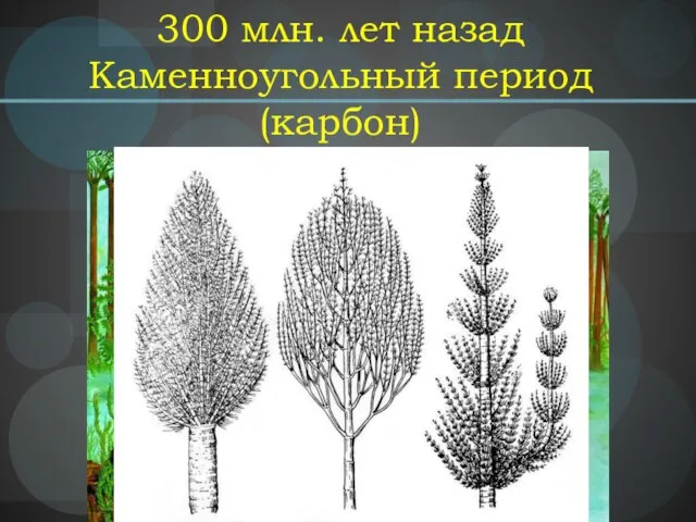 300 млн. лет назад Каменноугольный период (карбон)