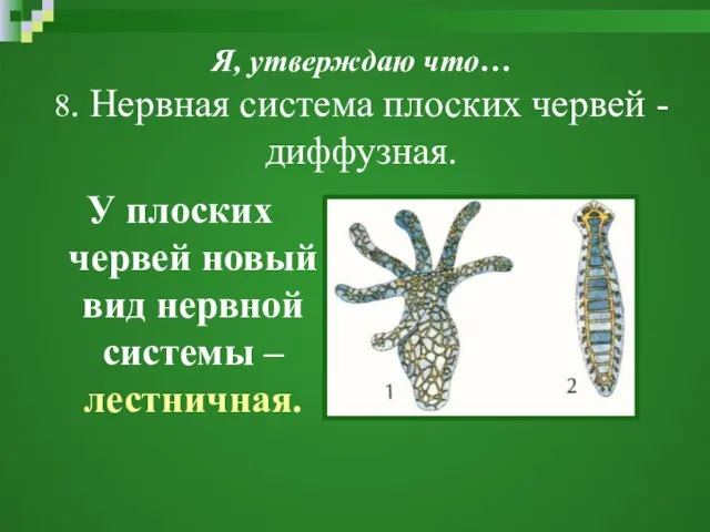 Я, утверждаю что… 8. Нервная система плоских червей - диффузная. У плоских