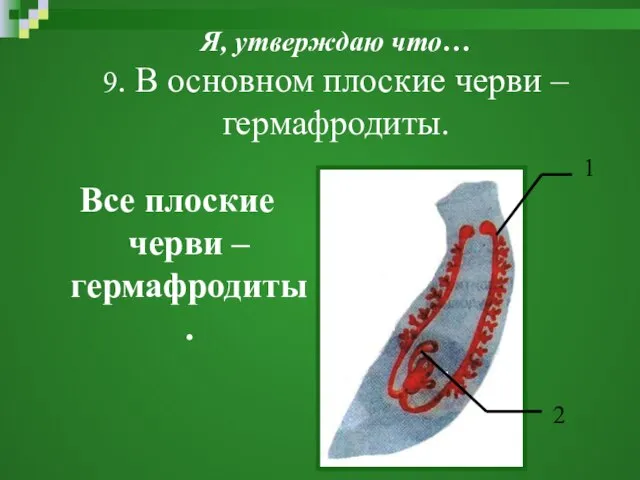 Я, утверждаю что… 9. В основном плоские черви – гермафродиты. Все плоские