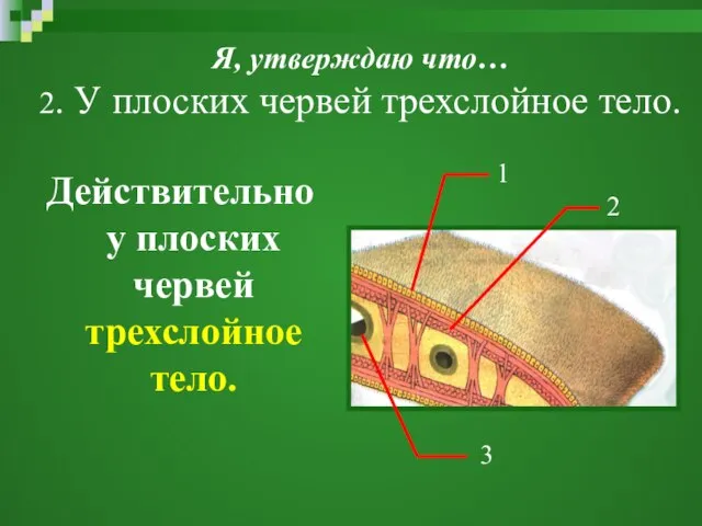 Я, утверждаю что… 2. У плоских червей трехслойное тело. Действительно у плоских