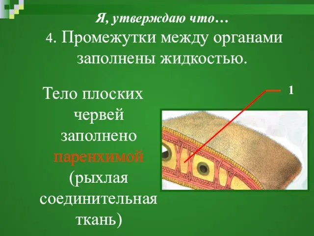 Я, утверждаю что… 4. Промежутки между органами заполнены жидкостью. Тело плоских червей