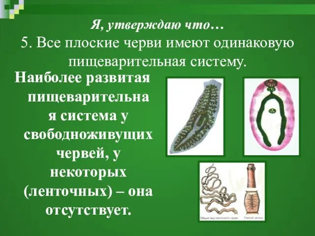 Я, утверждаю что… 5. Все плоские черви имеют одинаковую пищеварительная систему. Наиболее