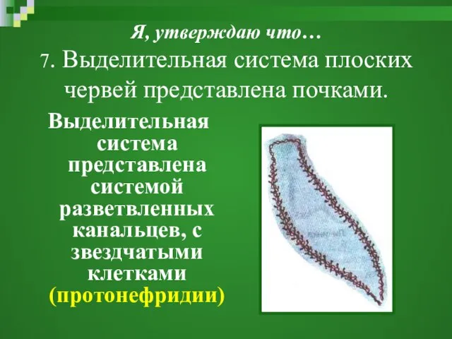 Я, утверждаю что… 7. Выделительная система плоских червей представлена почками. Выделительная система