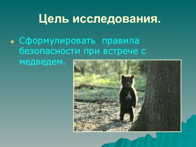 Цель исследования. Сформулировать правила безопасности при встрече с медведем.