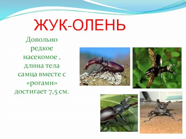ЖУК-ОЛЕНЬ Довольно редкое насекомое , длина тела самца вместе с «рогами» достигает 7,5 см.