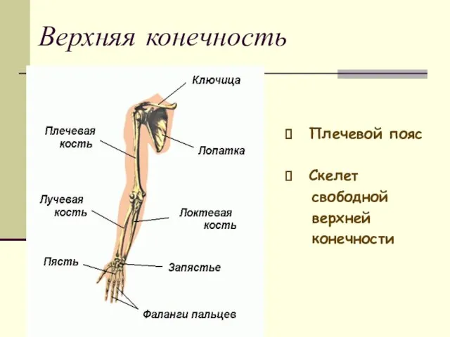 Верхняя конечность Плечевой пояс Скелет свободной верхней конечности