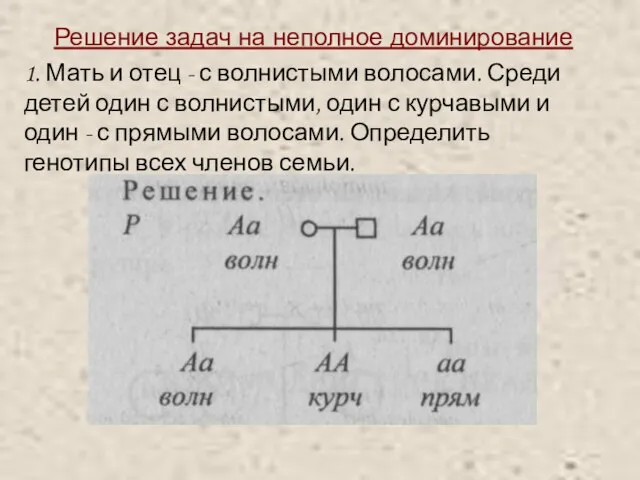 Решение задач на неполное доминирование 1. Мать и отец - с волнистыми