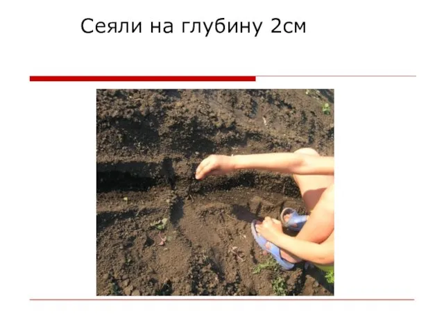 Сеяли на глубину 2см