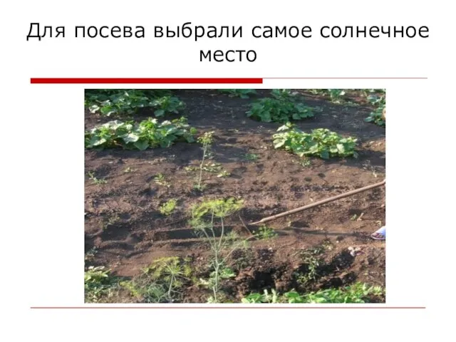 Для посева выбрали самое солнечное место