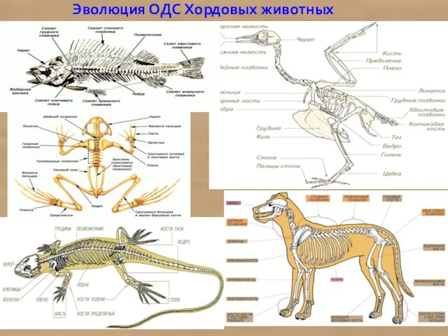 Эволюция ОДС Хордовых животных